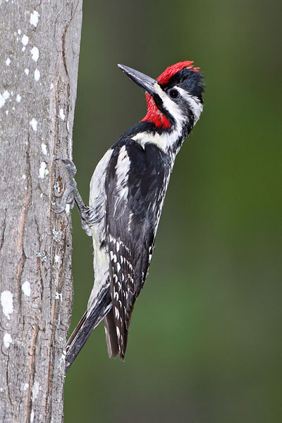 Yellow-bellied Sapsucker © Russ Chantler